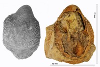 Cardium productum